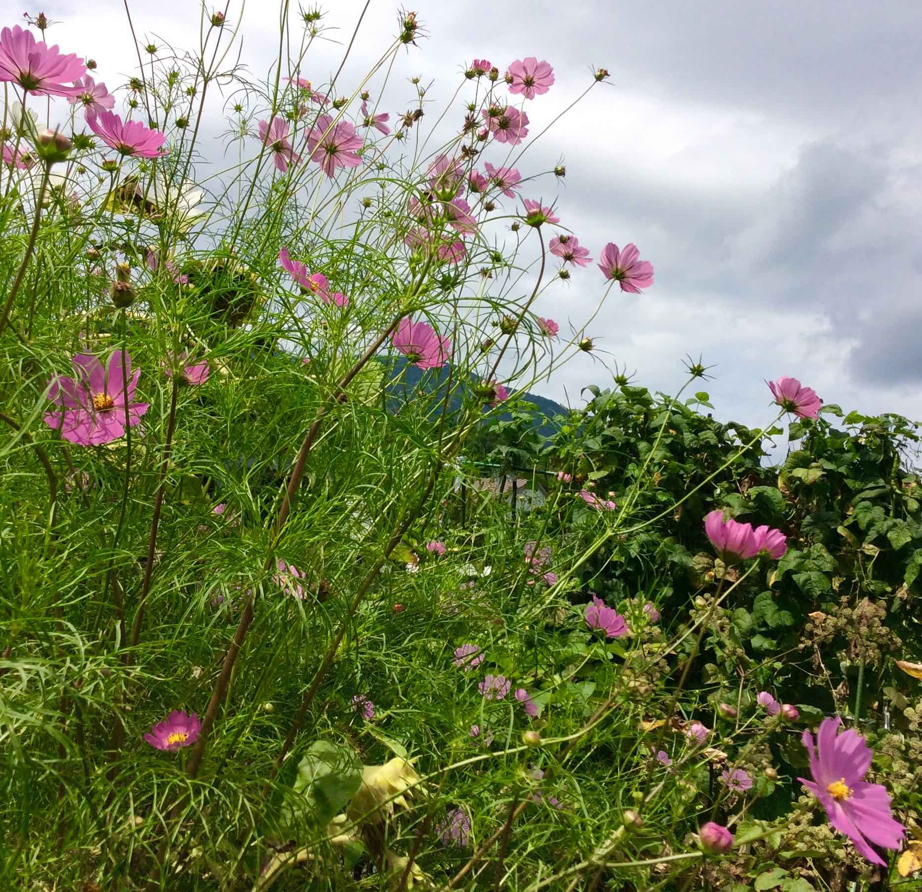夏の合宿所近くで咲くコスモスの写真